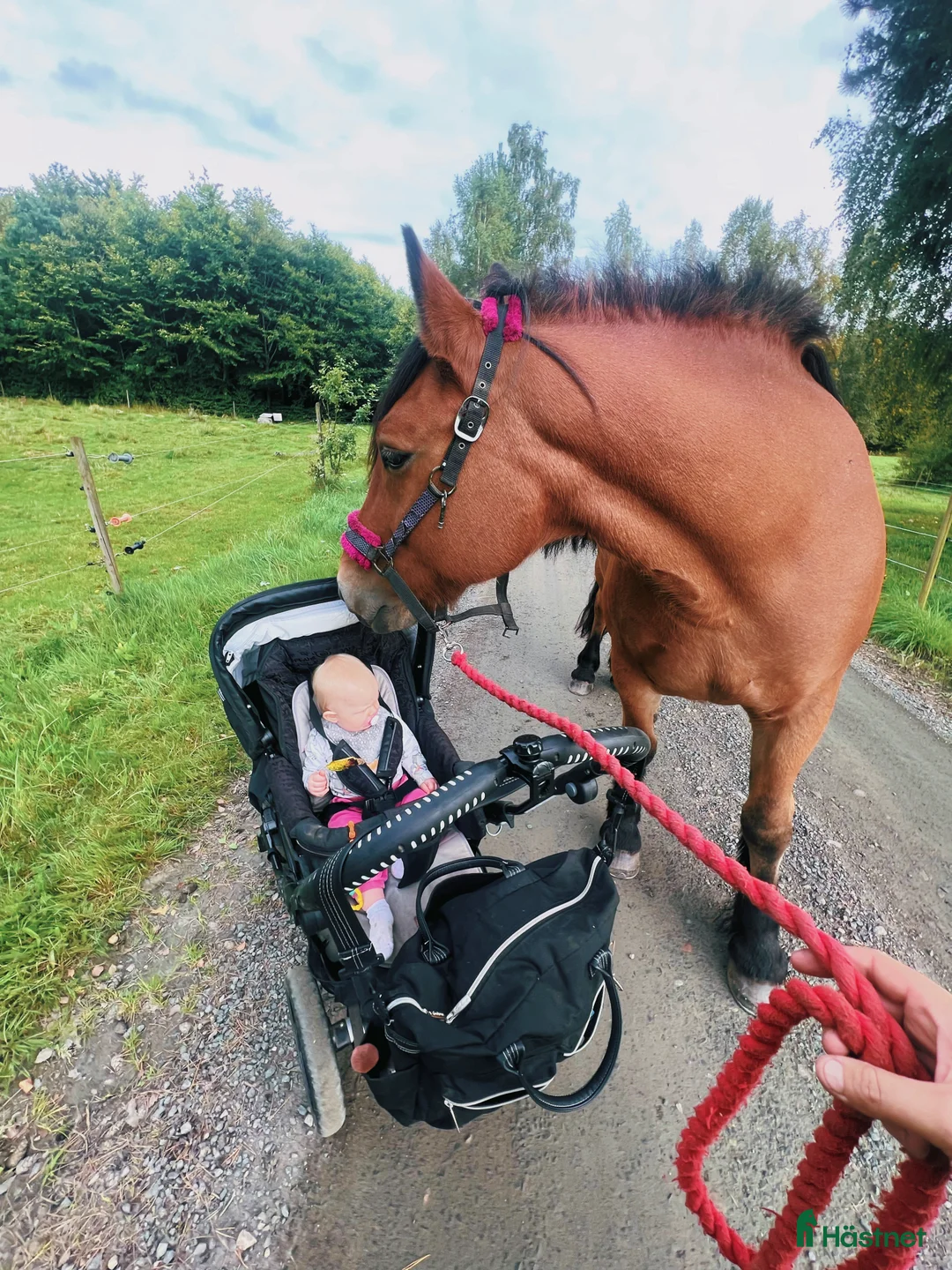Allround hästar till salu: Världens snällaste skogsmulle / tanthäst i Hörja - Annons 17