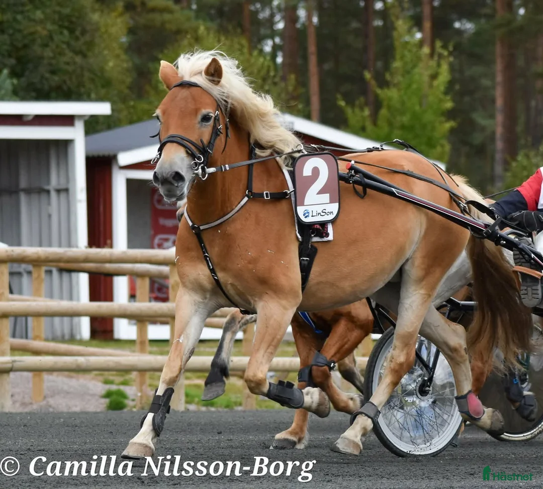 Övrigt hästar till salu: Gotlandsruss, sto f:2016 i Vaggeryd - Annons 2