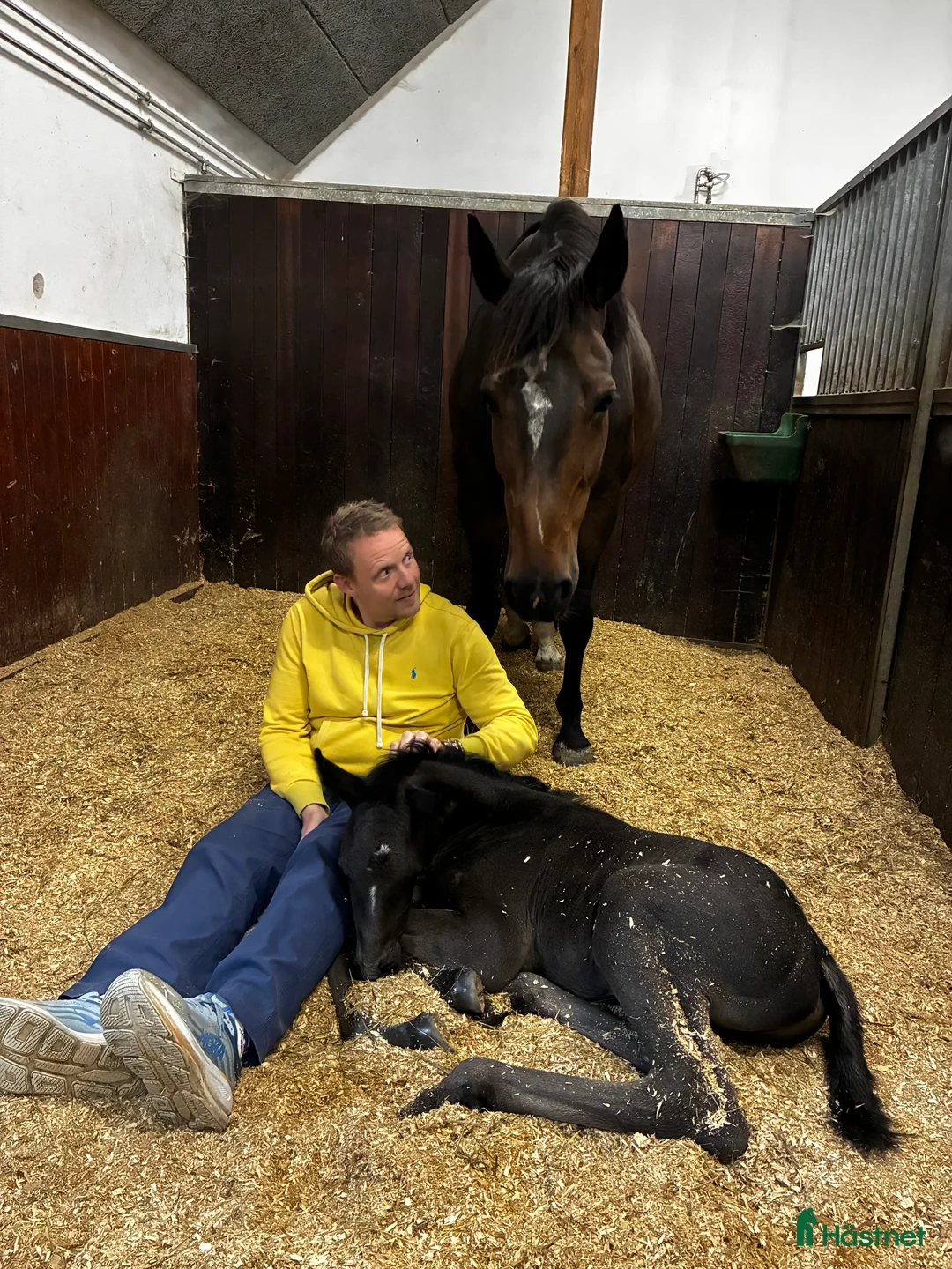 Avelshästar hästar till salu: Top avlshoppe sælges, hophest - Annons 32