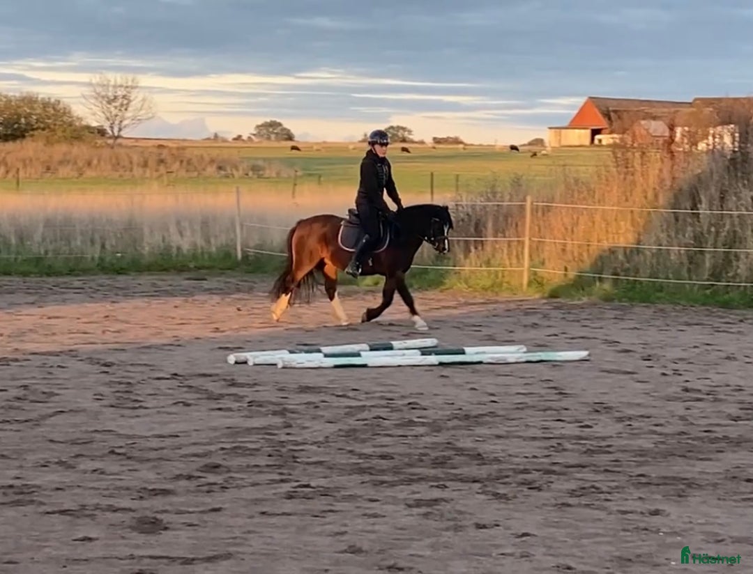 Allround hästar till salu: Snäll kille med utstrålning!  i Vallåkra - Annons 4