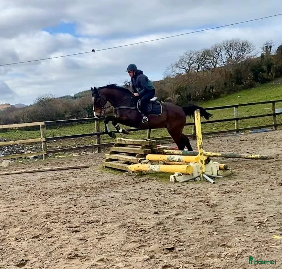 Allround hästar till salu: Allrounder horses i Ljungby - Annons 18