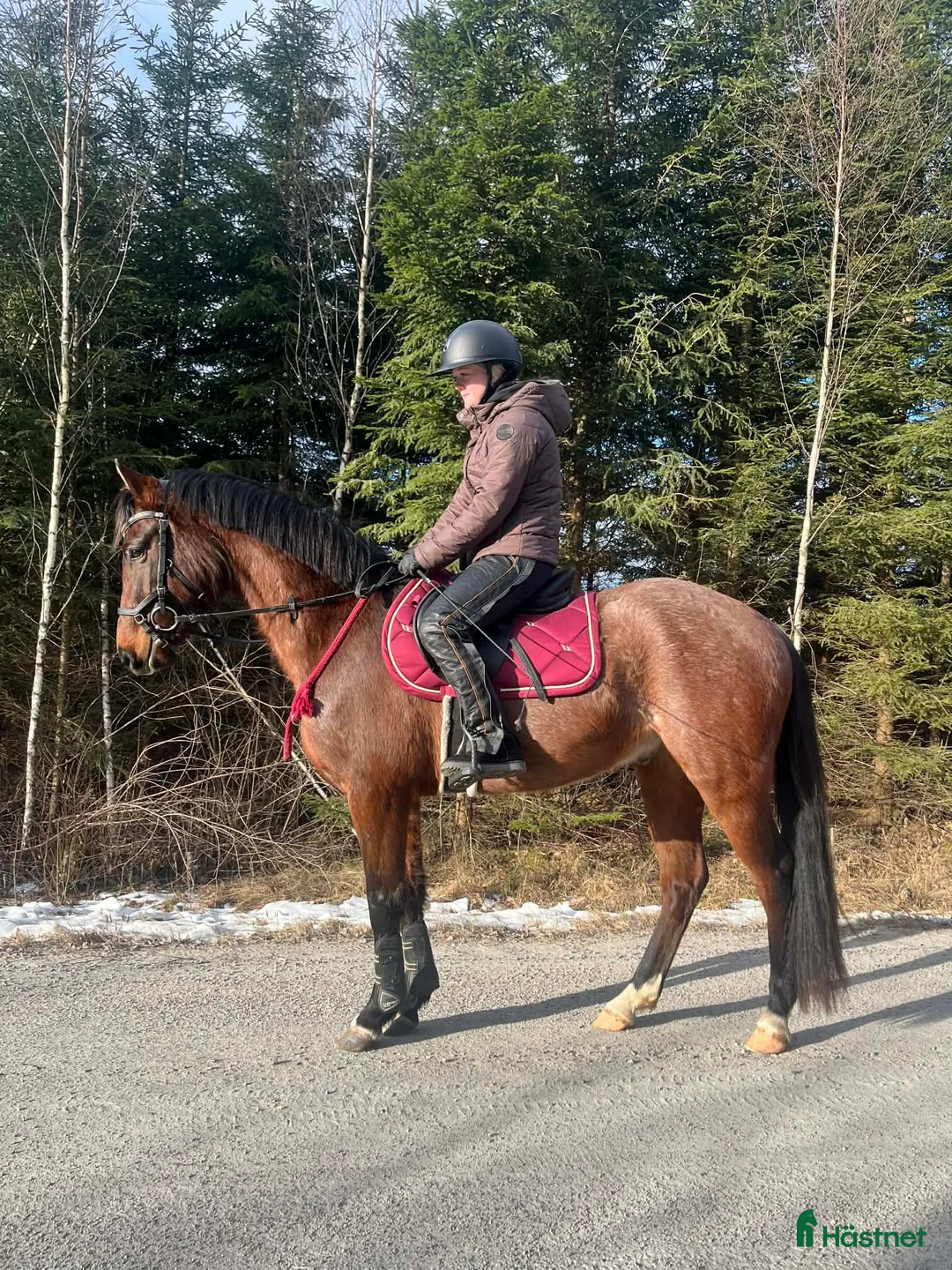 Hoppning hästar till salu: Framtidslöfte i Broaryd - Annons 1