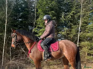 Hoppning hästar till salu: Framtidslöfte i Broaryd - Annons 2