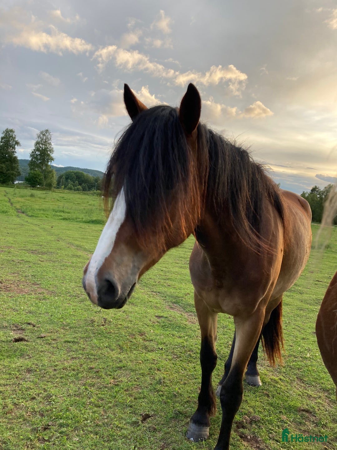 Allround hästar till salu: Världens finaste flickan söker nytt hem!  i Sunnemo - Annons 1