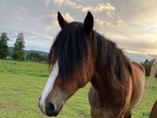 Allround hästar till salu: Världens finaste flickan söker nytt hem! i Sunnemo - Annons 1