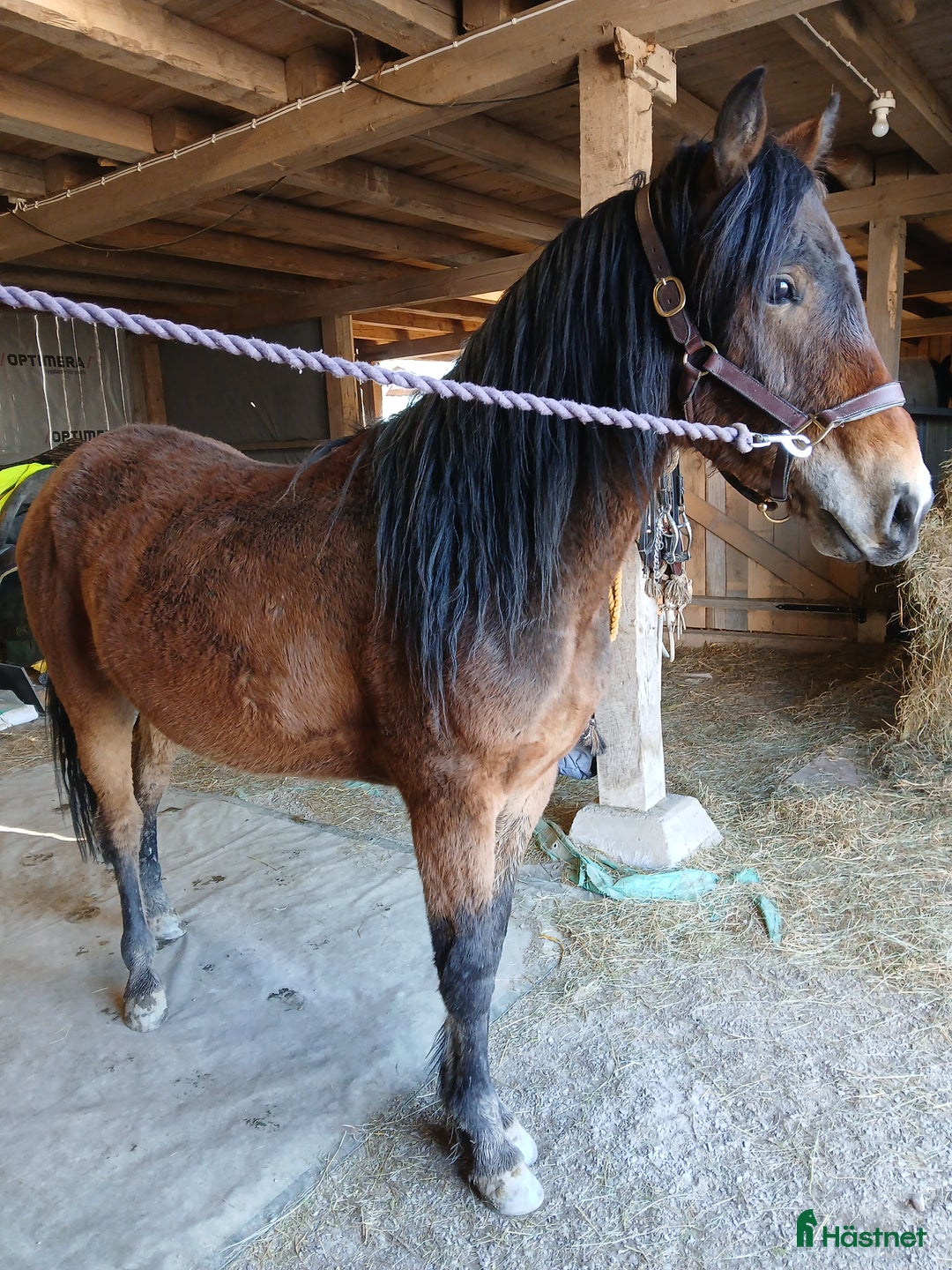 Allround hästar till salu: Kigermustang i Vedum - Bild 4