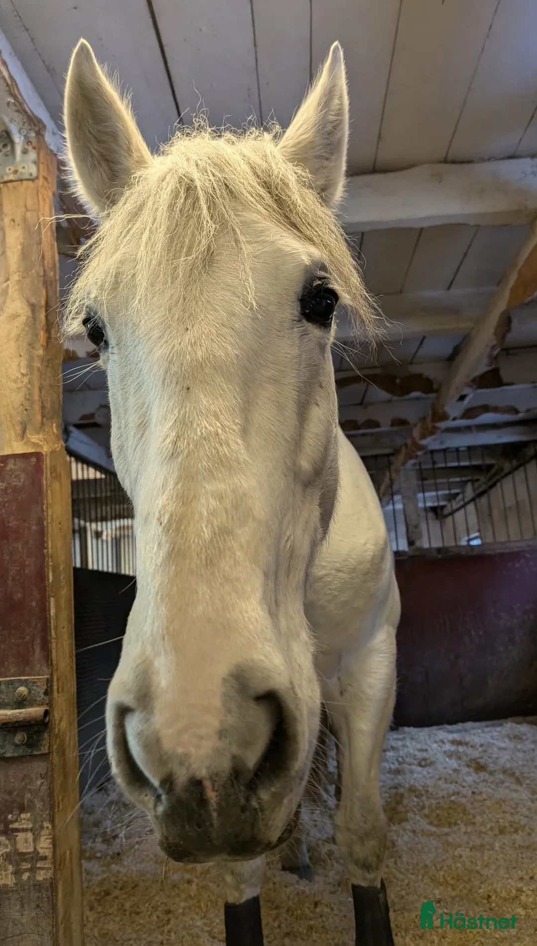 Allround hästar till salu: Trevligt Sto i Ljungbyhed - Annons 3