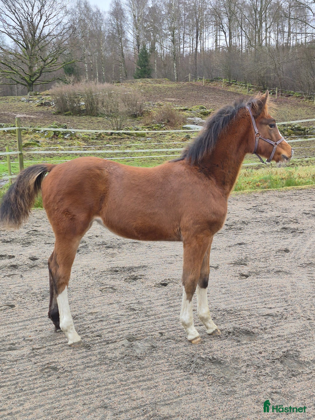 Hoppning hästar till salu: Charmigt sto f.25 i Horred - Annons 3