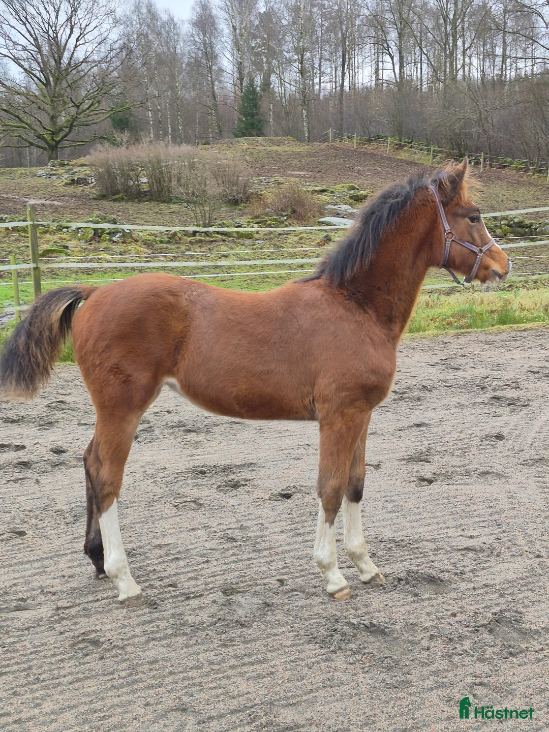 Hoppning hästar till salu: Charmigt sto f.25 i Horred - Annons 3