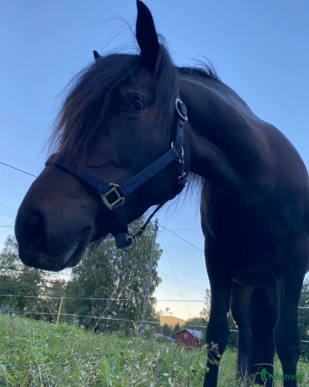 Allround hästar till salu: Sagohäst med potential i Lunde - Annons 2