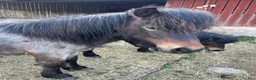 Allround hästar till salu: Eddie Meduza 1 årig brunskimmel - Annons 2