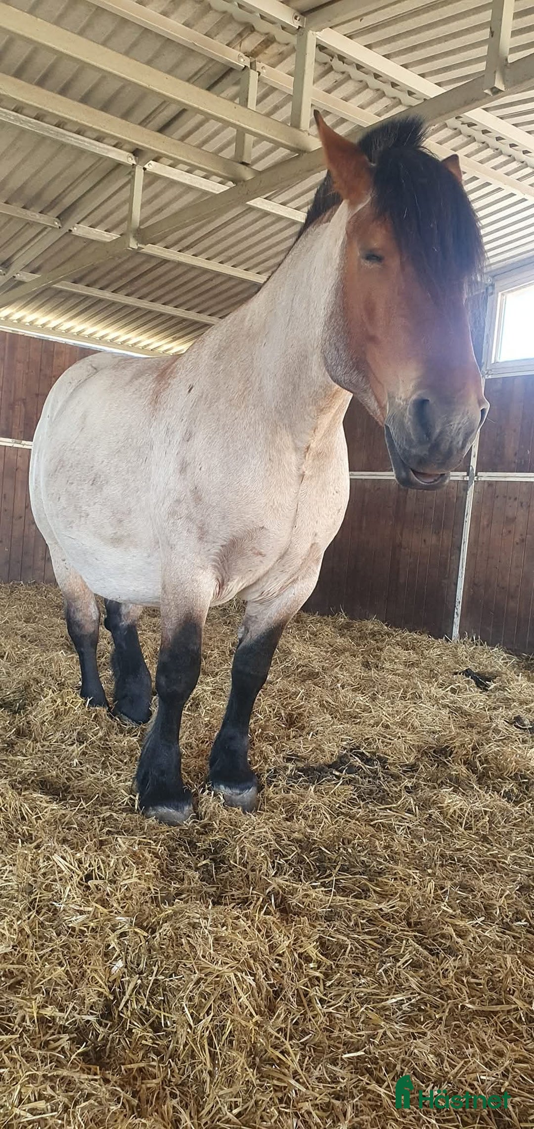 Allround hästar till salu: Ardenner mare i Brösarp - Annons 2