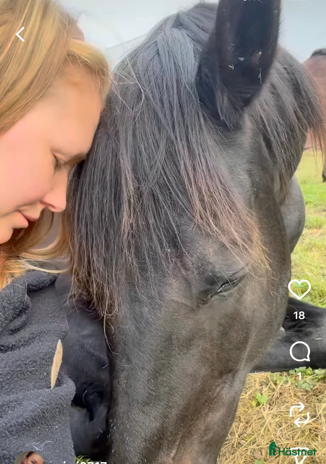  foderhäst finnes: Dressyrsto foder/köp - Annons 2