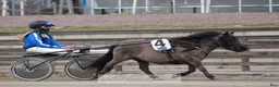 Trav hästar till salu: Shettis med ett stort hjärta  - Annons 6