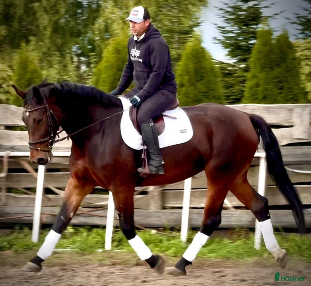Allround hästar till salu: Hera-6-yo-Silesian Mare |168 cm| Calm&Easy to Ride - Annons 1