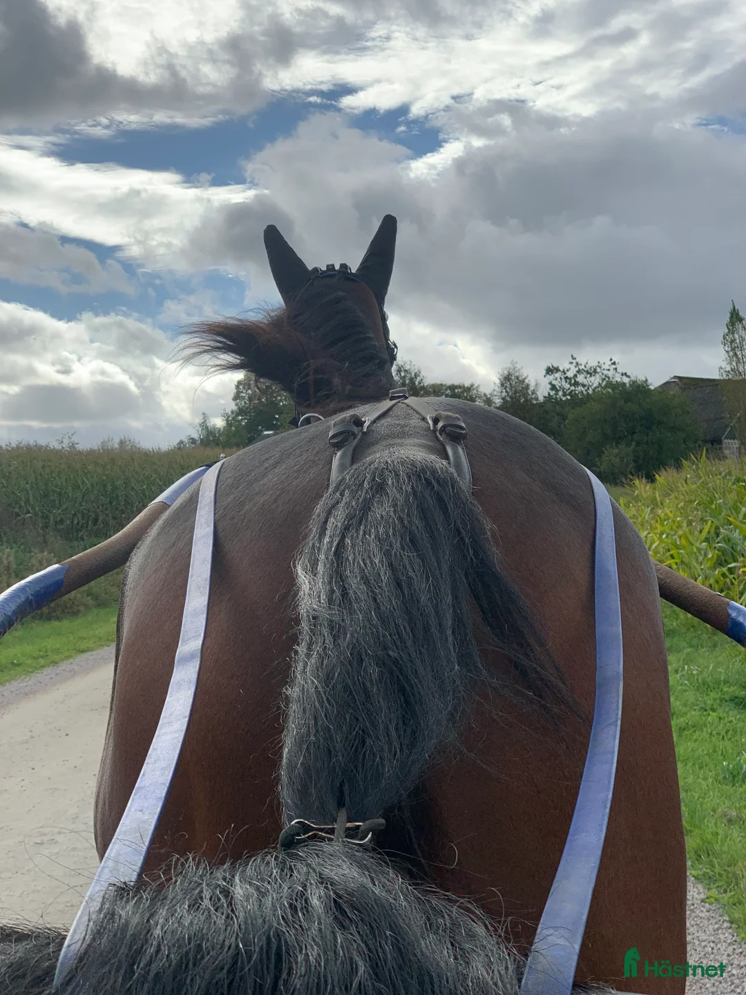 Övrigt hästar till salu: Ridtravare i Vollsjö - Annons 2