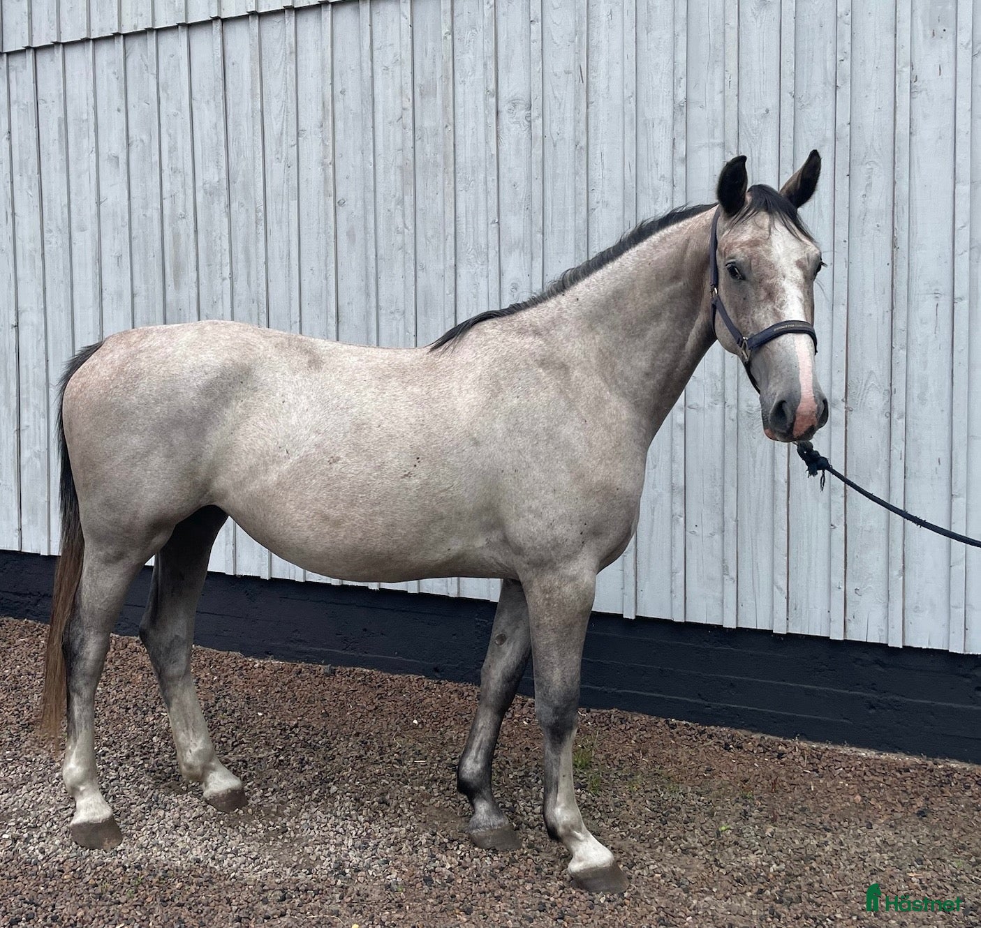  hästar Trevlig 3 årig - Annons 13