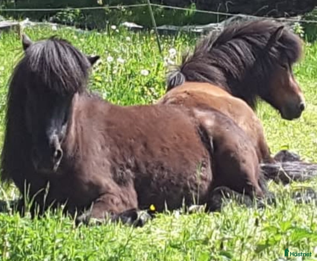 Island hästar till salu: Trevligt Island valack 7 år söker nytt hem i Svängsta - Annons 3