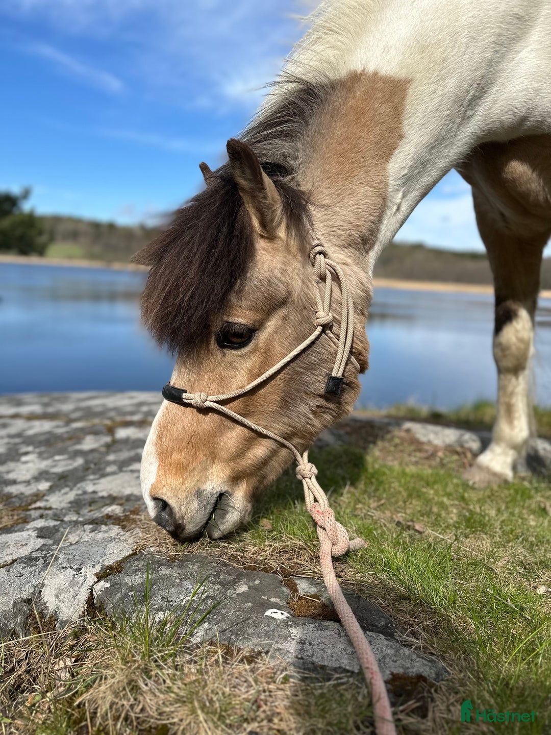  medryttarhäst finnes: Skötare/motionsryttare sökes  - Annons 3