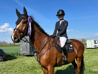 hästar Tränings- och tävlingskompis i Knäred - Annons 2