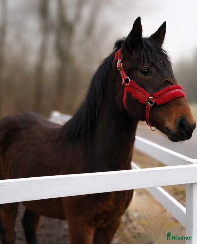  hästar Trevlig 1 års hingst till trav - Annons 6