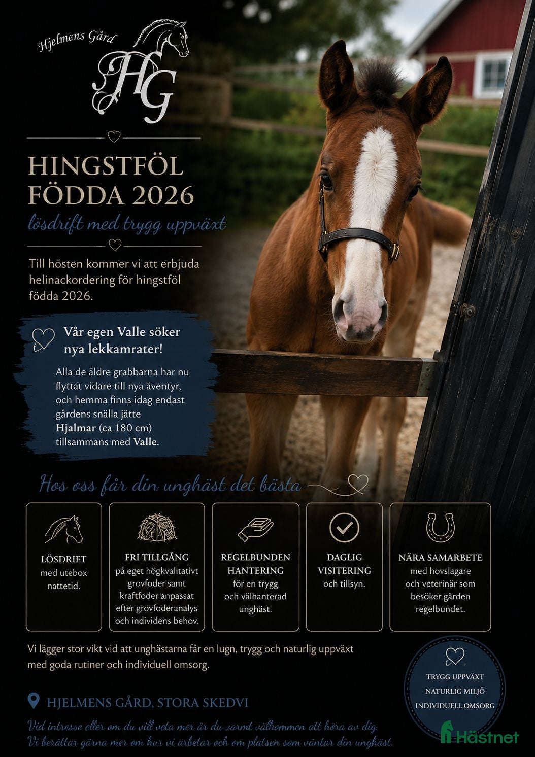  stallplats Helinackordering av föl/åringar födda-26 - Annons 11