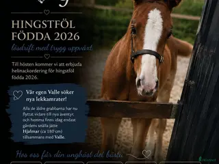stallplats Helinackordering av föl/åringar födda-26 - Annons 11