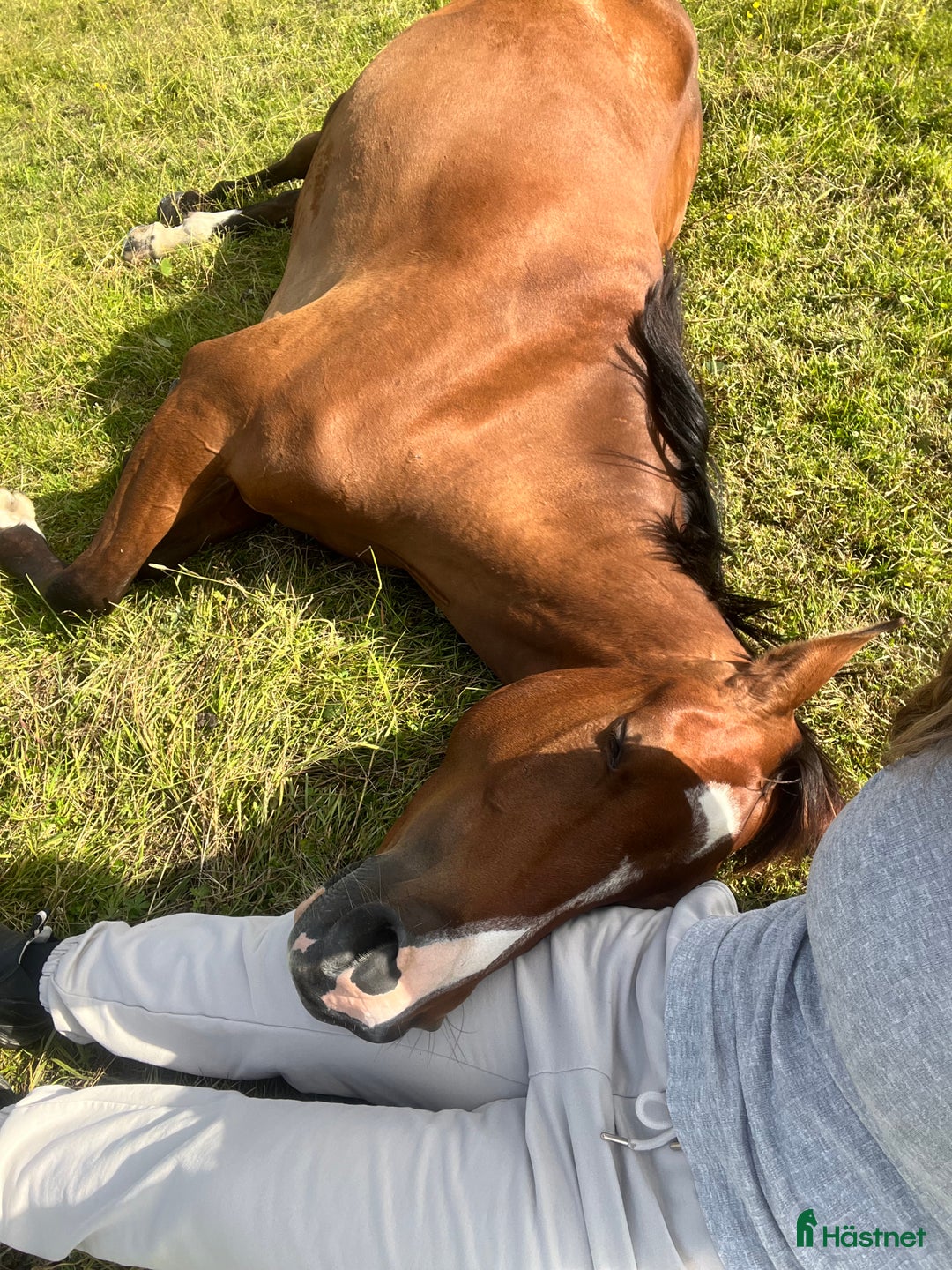  foderhäst finnes: SWB-valack f 2019 utlånas i Örebro - Annons 3