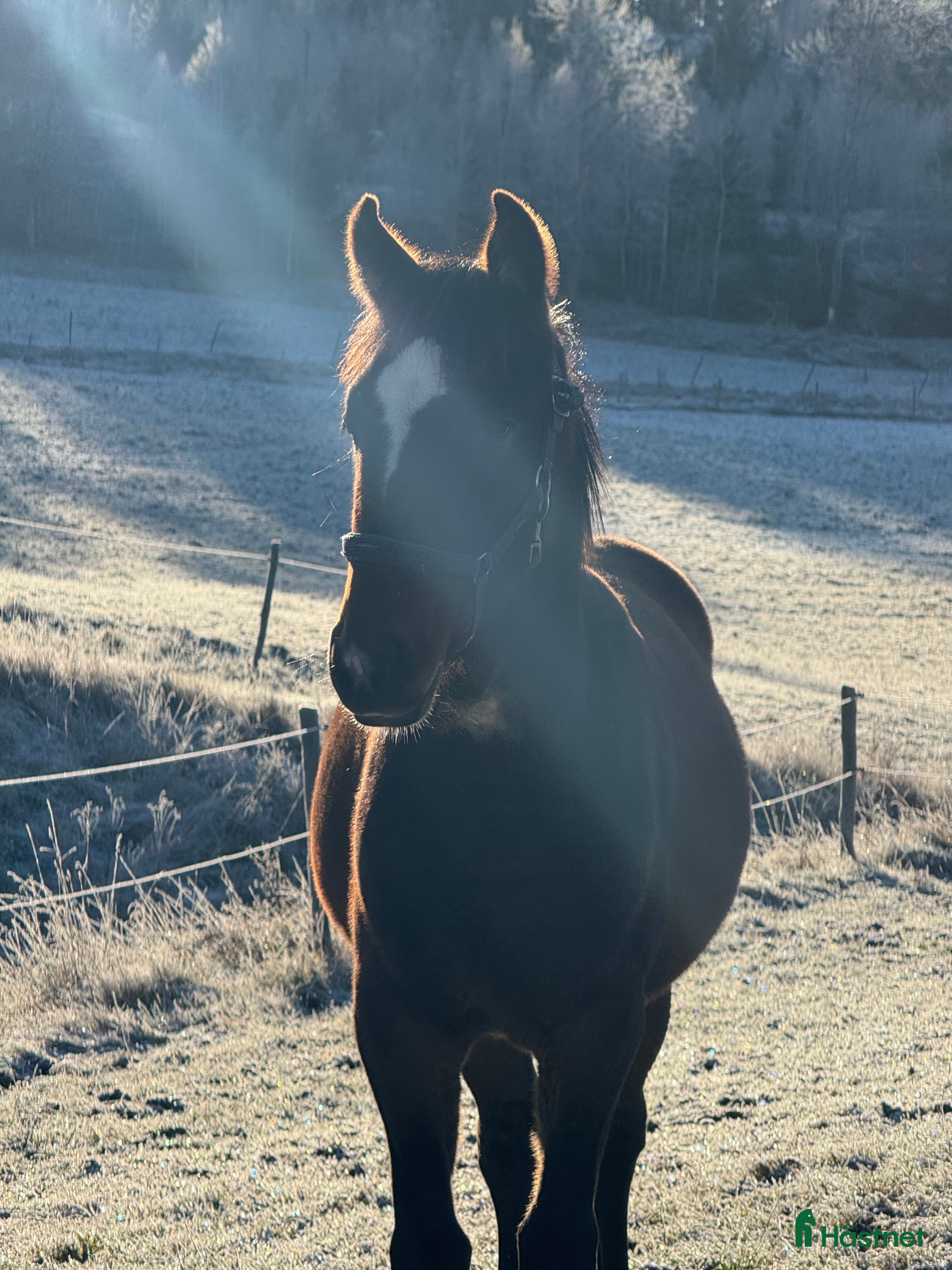 hästar Välhanterat årsföl e Hayden Hanover i Tystberga - Annons 2