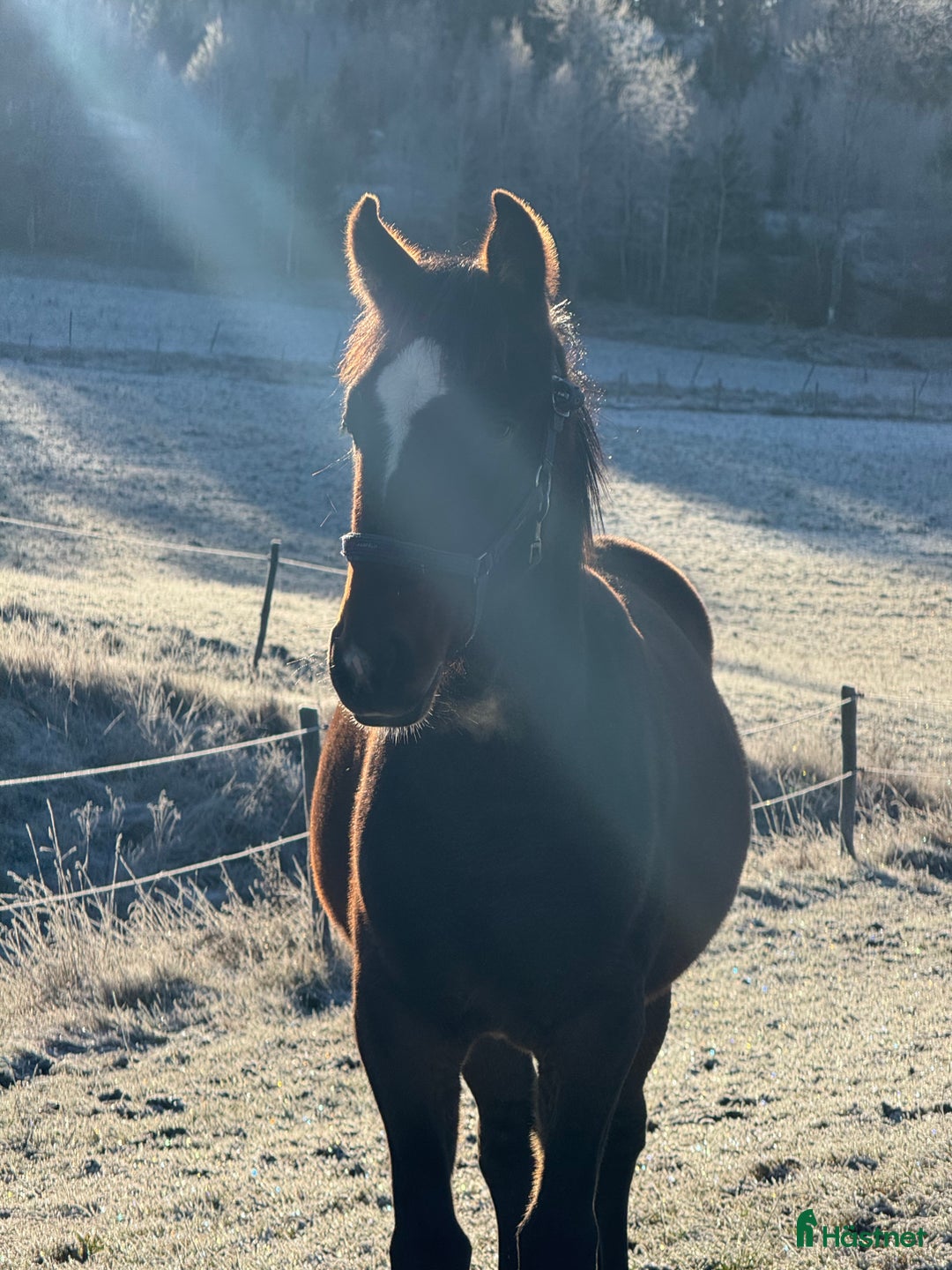 Trav hästar till salu: Välhanterat årsföl e Hayden Hanover i Tystberga - Annons 1