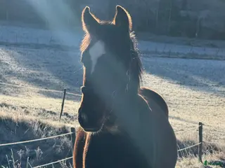 hästar Välhanterat årsföl e Hayden Hanover i Tystberga - Annons 4