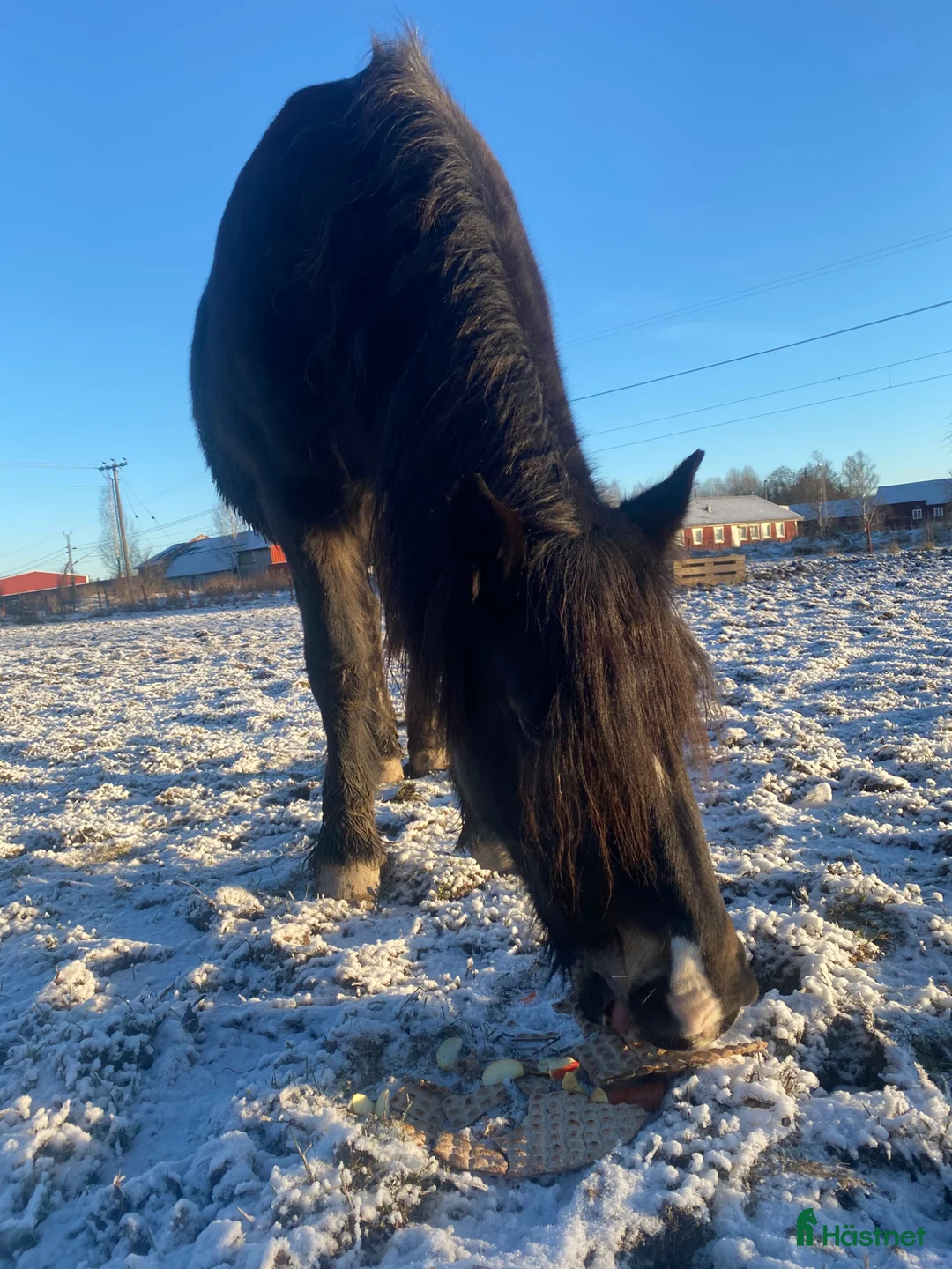 Allround hästar till salu: Piggt kallblodssto  - Annons 2