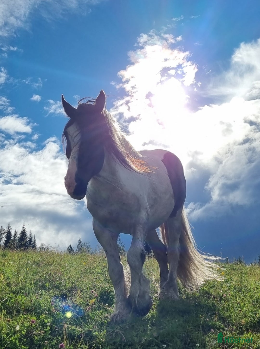  hästar Mio söker nytt hem - Annons 6