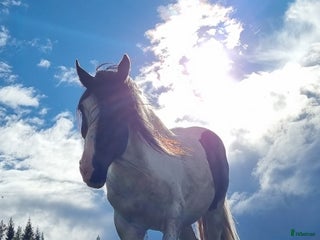 hästar Mio söker nytt hem i Svenstavik - Annons 1