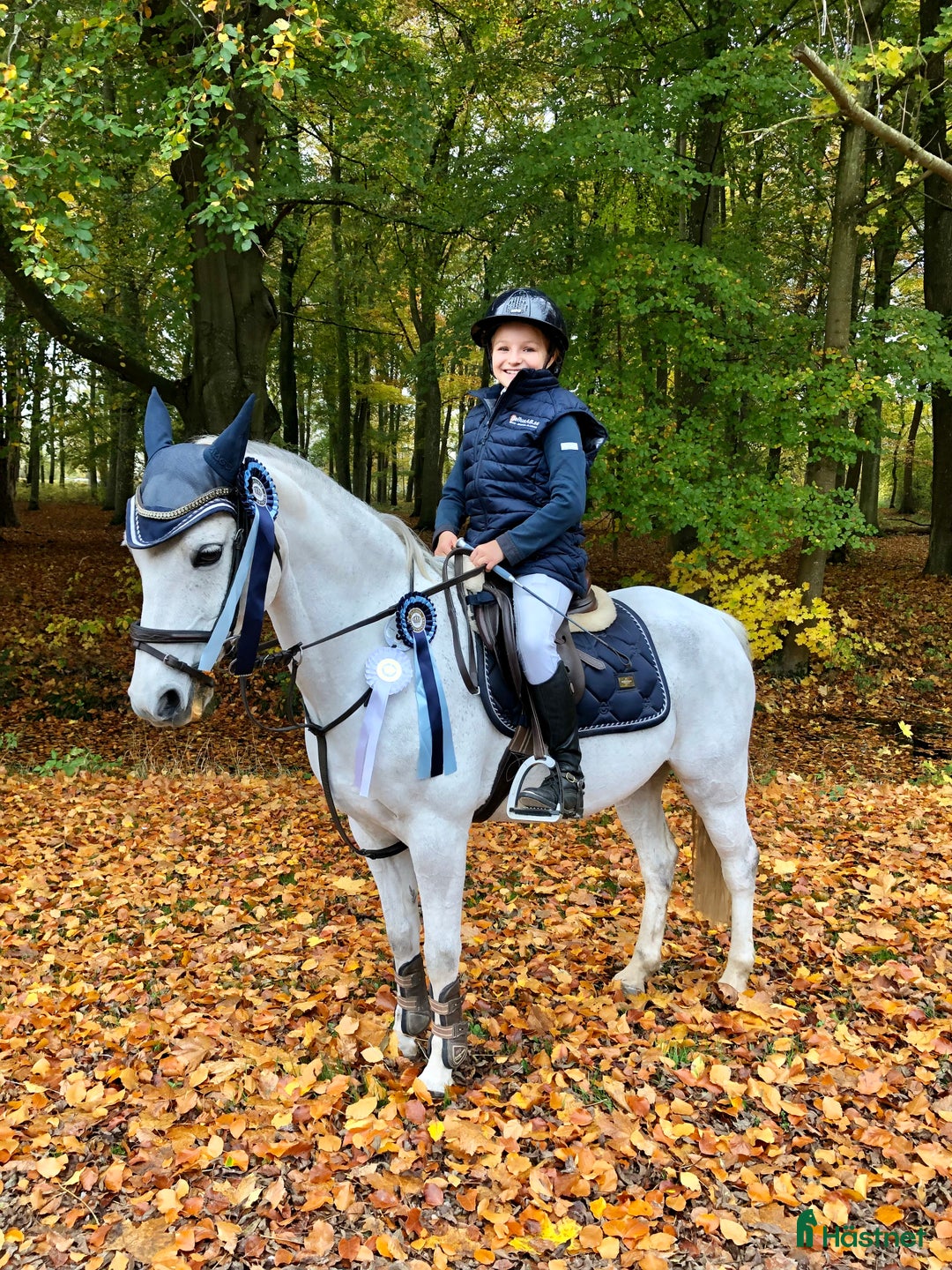 Hoppning hästar till salu: Kvalitetsponny  i Vellinge - Annons 3