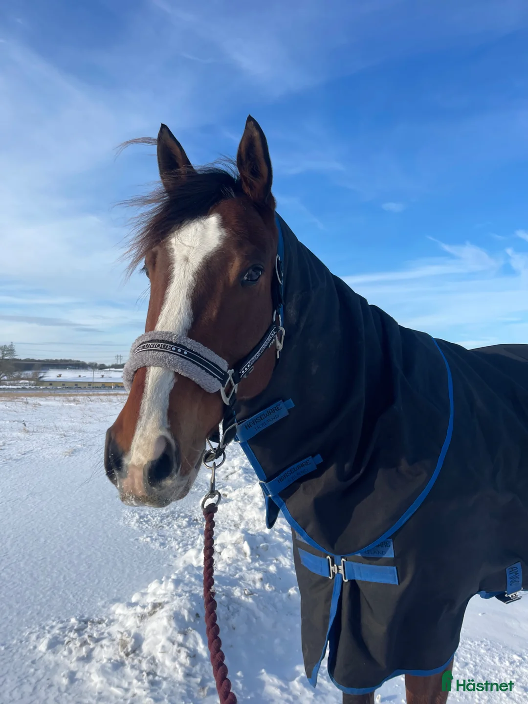 Allround hästar till salu: En bästavän och fin allroundhäst  i Varberg - Annons 2