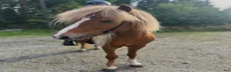 Island hästar till salu: Familjehäst - Annons 4
