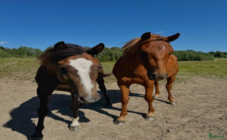 hästar i Hedekas - Annons 11
