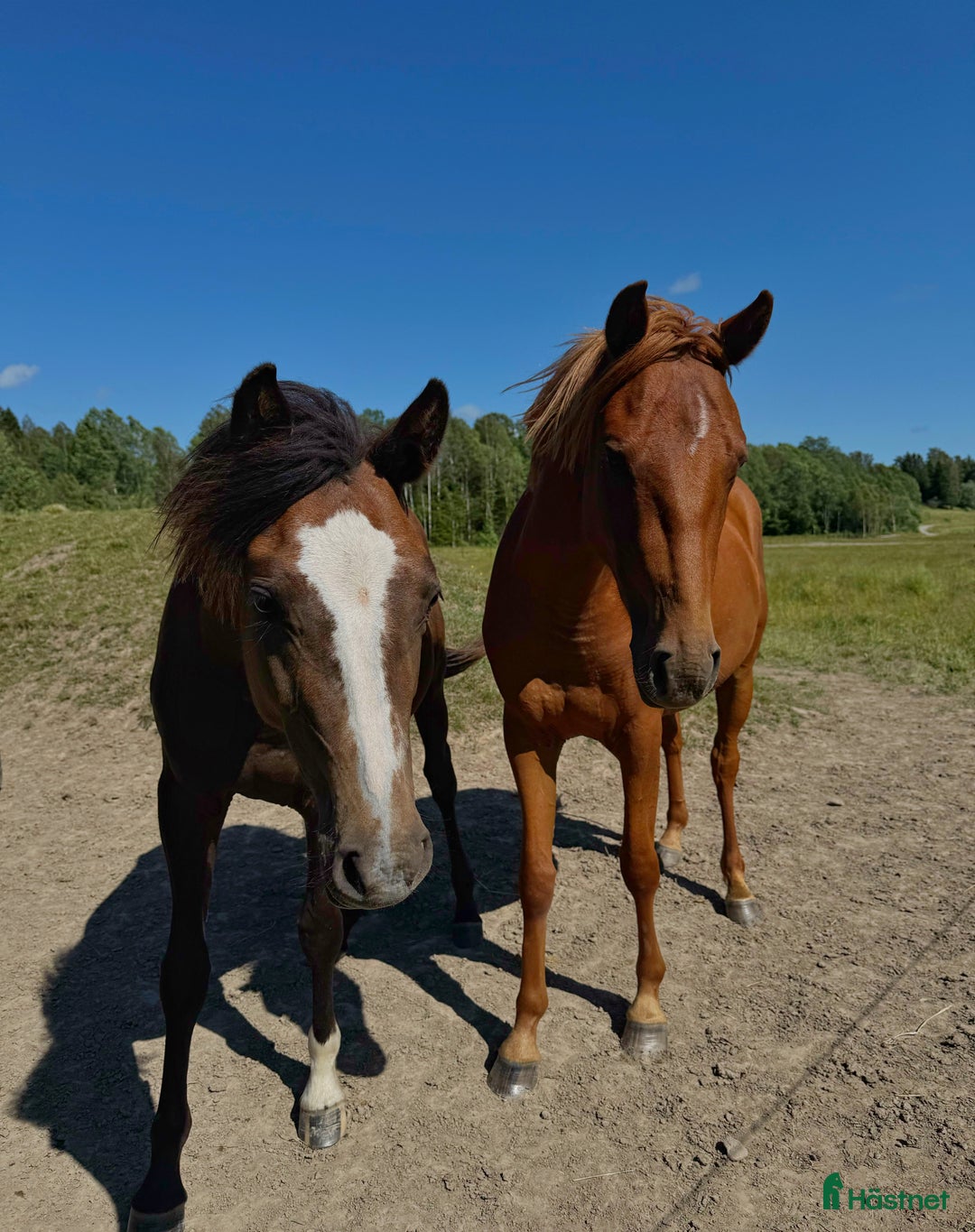 Hoppning hästar till salu: Toppstammade ungponnyston!! -23, -24 i Hedekas - Annons 1