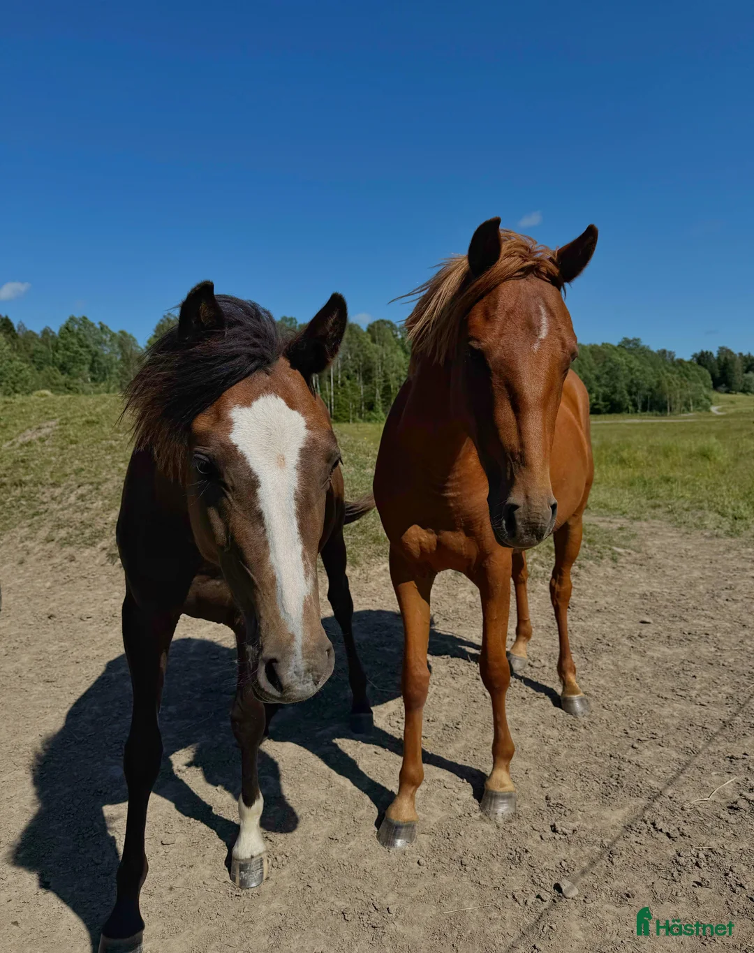 Hoppning hästar till salu: Toppstammade ungponnyston!! -23, -24 i Hedekas - Annons 1