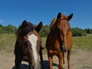 hästar Toppstammade ungponnyston!! -23, -24 i Hedekas - Annons 3