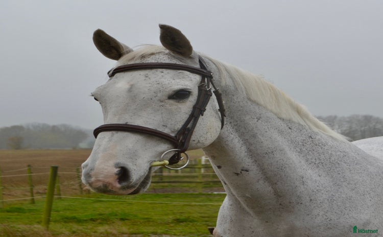  hästar i Helsingborg - Annons 7