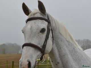 hästar i Helsingborg - Annons 15