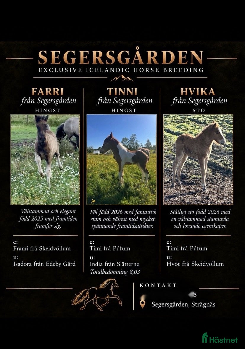  hästar Unghästar till salu - Annons 3