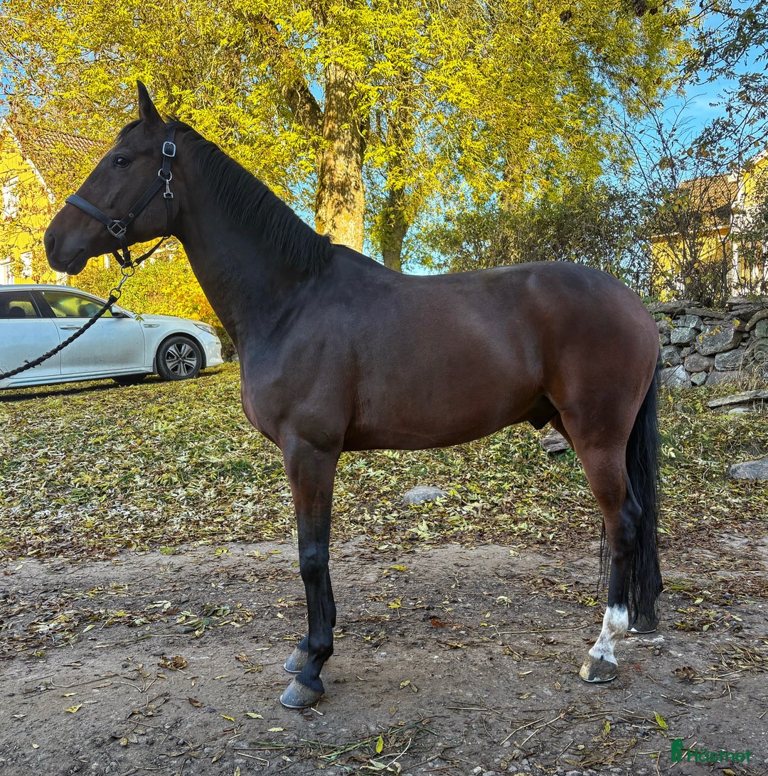 Dressyr hästar till salu: Rolig dressyrhäst i Falköping - Annons 1