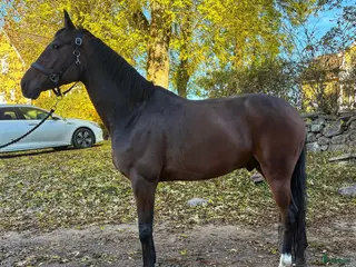 hästar Rolig dressyrhäst - Annons 7