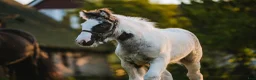 Allround hästar till salu: Fantastisk Irish cob hingstföl  - Annons 7