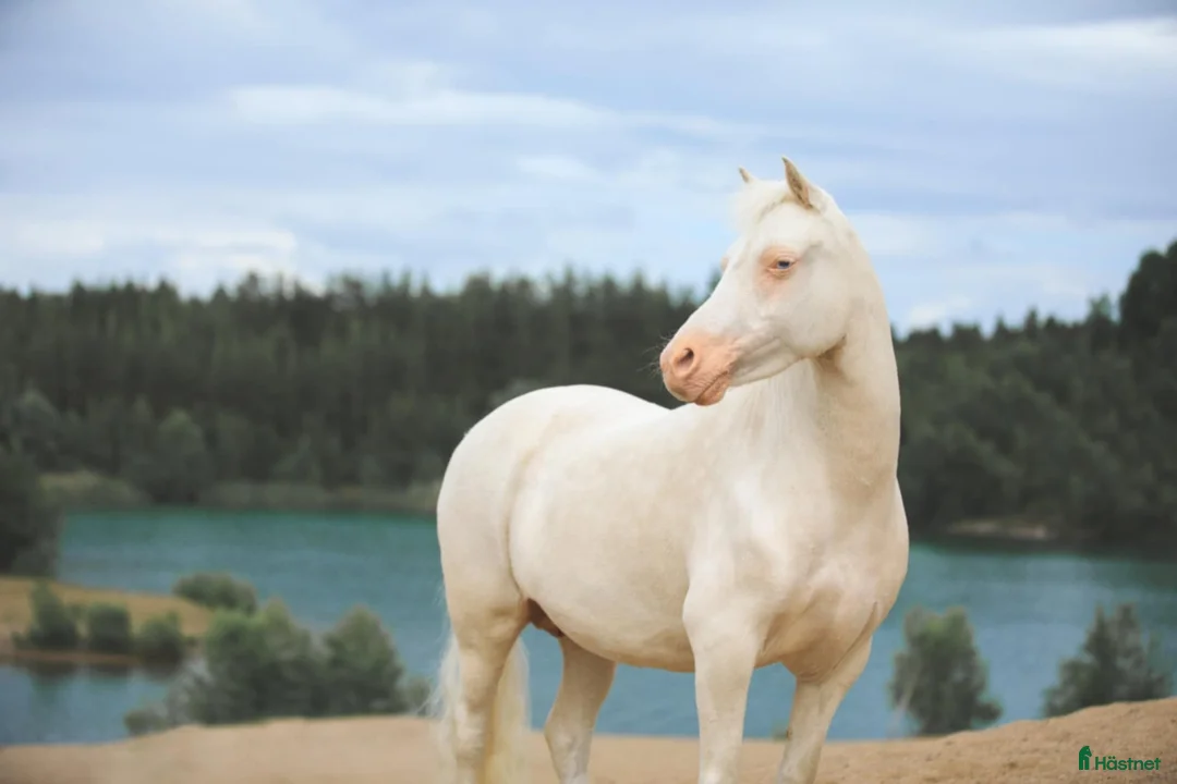 Allround hästar till salu: Rar welsh mountainkille i Stenkullen - Annons 6