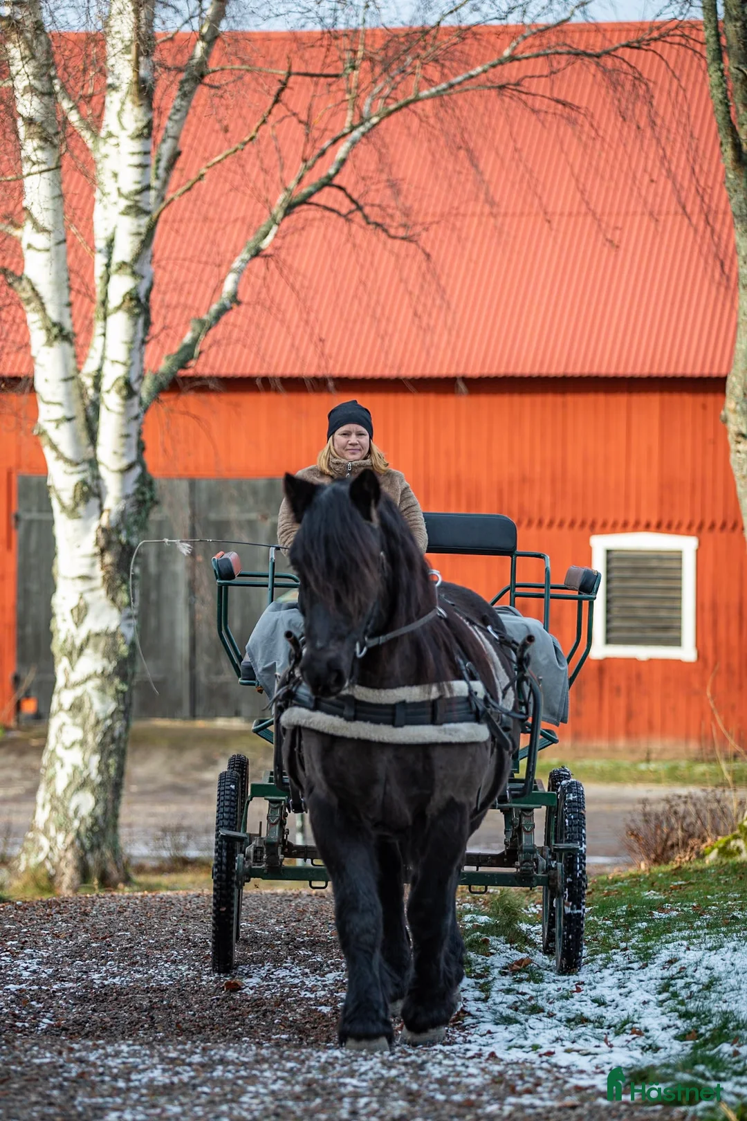 Körning hästar till salu: Bästa Marino  - Annons 2