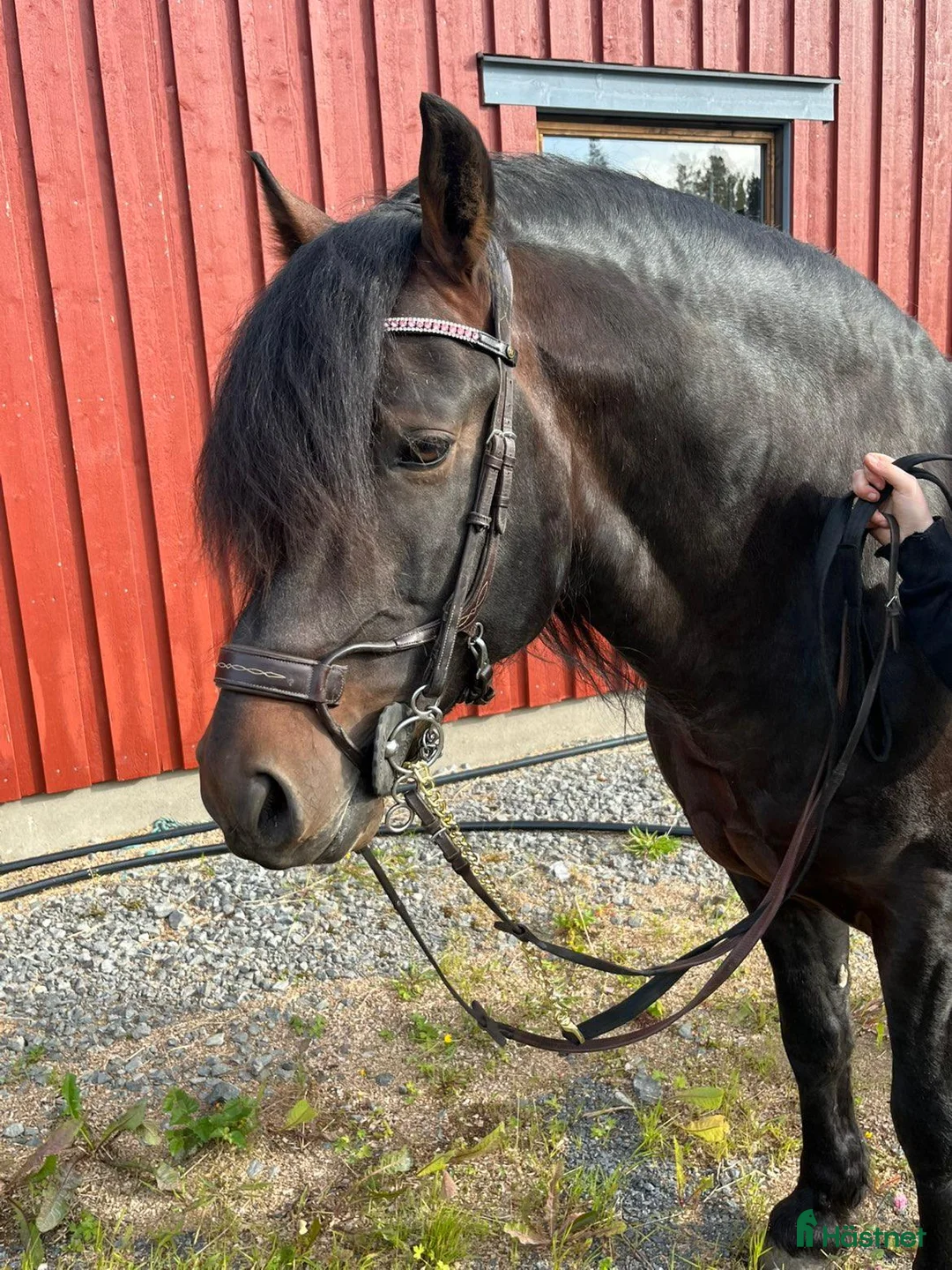 Träns hästutrustning till salu: PS träns i Svenstavik - Annons 2
